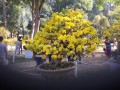 Những cây mai vàng đẹp tại hội hoa xuân tao đàn 2018 phần 2