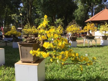 Những cây mai vàng đẹp tại hội hoa xuân tao đàn 2018 phần 1