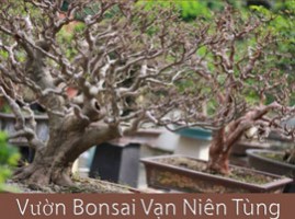 vườn Bonsai Vạn Niên Tùng