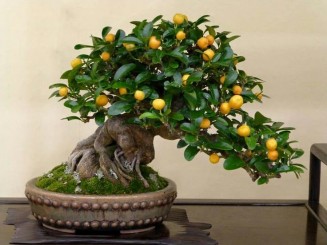 cây Kinzu bonsai