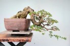 Người Nhật làm bonsai để làm gì?