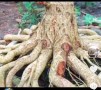 phương pháp tạo rễ đẹp cho cây