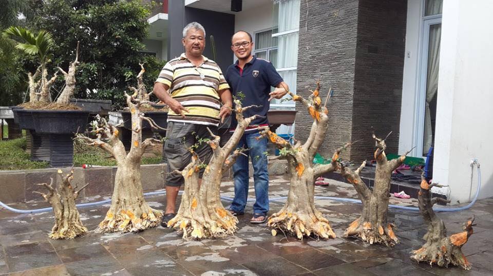 Cách cắt cây phôi Mai chiếu thủy của Malaysia - dụng cụ Bonsai