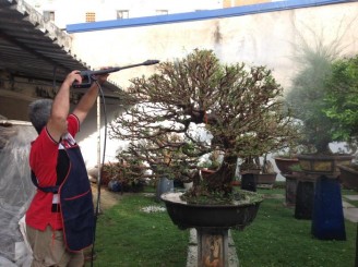 Máy đa năng xịt rụng lá, vệ sinh cây cảnh được Nghệ Nhân Chong Yong Yap tín nhiệm sử dụng