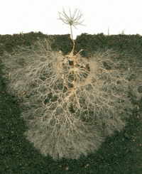 Nấm cộng sinh rễ cây trồng - Mycorrhizae là gì?