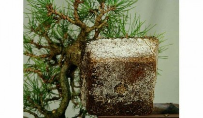 Kinh nghiệm trồng thông đen Nhật Bản - Tác dụng của nấm đối với cây thông