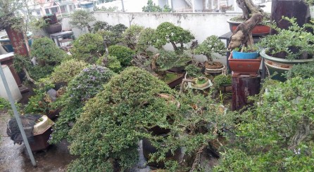 AE miền nam phòng chống bão số 16 (Tembin) cho Bonsai