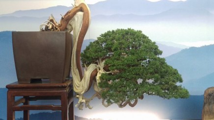Những cây duyên tùng Đài Loan trồng trên giá thể Akadama tốt nhất Nhật Bản