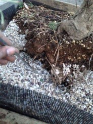 Kỹ thuật thay đất phân nửa (half bare roots)