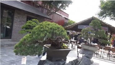 Nghệ nhân KOBAYASHI giao lưu demo bonsai tại Việt Nam P1