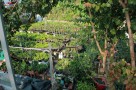 Vườn Bonsai mini củ chi