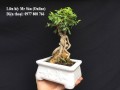 Hồng ngọc mai bonsai văn phòng
