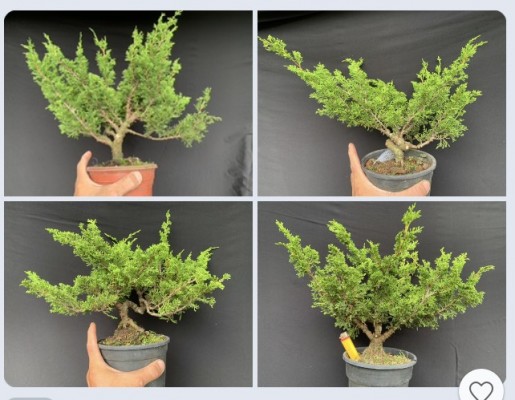 tùng itoigawa bonsai
