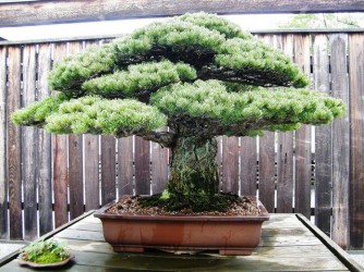 Cây thông trắng này đã 391 tuổi do gia đình nghệ nhân Masaru Yamaki trồng tại nhà