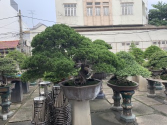 Thăm vườn Bonsai đẳng cấp của Đại Gia Tư Bình Sài Gòn