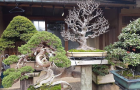 Một số tác phẩm Bonsai của Nhật Bản