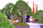 Triển lãm Bonsai Thái Lan 2017 - P3