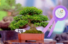 Triển lãm Bonsai Thái Lan 2017 - P1