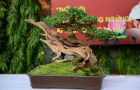Triển lãm Bonsai Tân Phú phần 2