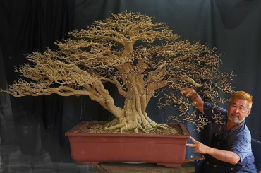 Qúa trình xử lý cây mai chiếu thủy của Nghệ Nhân Chong Yong Yap