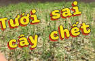 Tưới ít không chết – Tưới sai mới chết