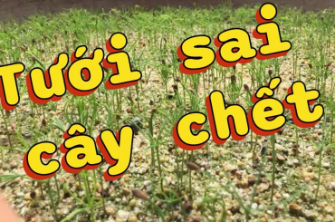 Tưới ít không chết – Tưới sai mới chết