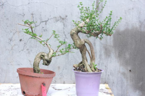 Cặp sam hương đài loan S1