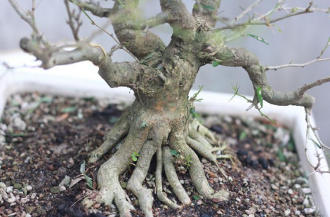 Linh sam lá rí sông hinh