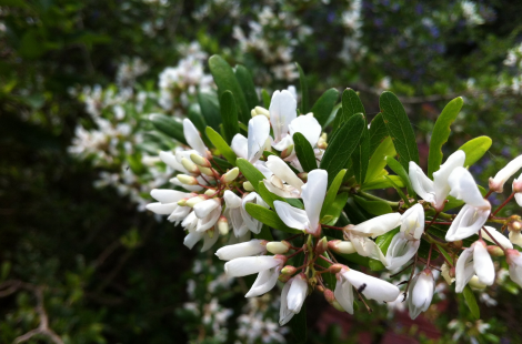 Linh sam bông trắng 2 màu hoa