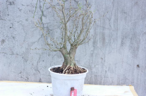 Phôi linh sam gốc cổ thụ