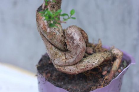 Sam hương Đài Loan