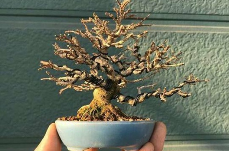 Dây kẽm uốn cây cảnh 2mm