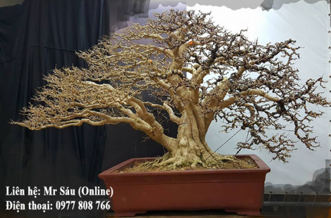 Dây kẽm uốn cây cảnh 6mm