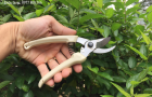 Kéo cắt cành BWC