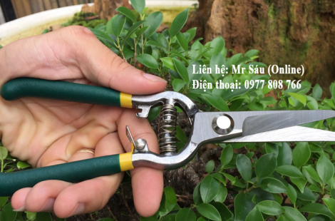 Kéo cắt cành, tỉa dăm lưỡi dày