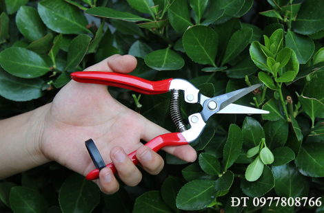 Kéo tỉa lá, chi dăm