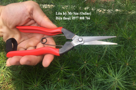 Kéo tỉa koshiji Nhật Bản