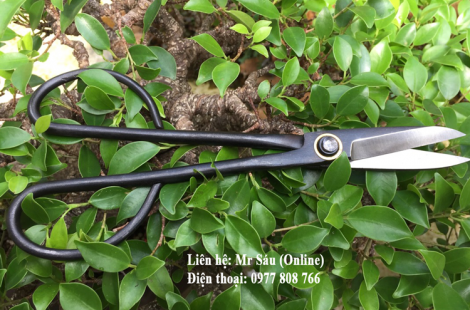 Kéo tỉa cây cảnh online 1