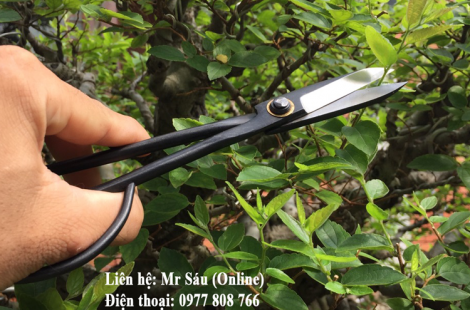 Kéo tỉa cây cảnh 21cm