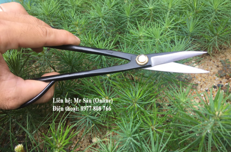 Kéo tỉa chi dăm Samurai 2