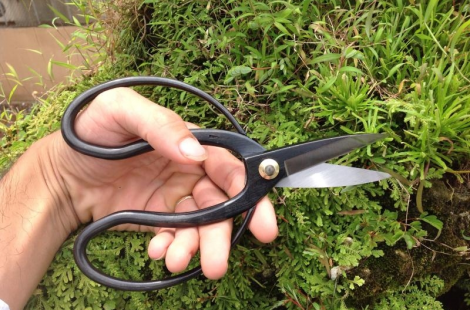 Kéo tỉa KIKUWA 1072