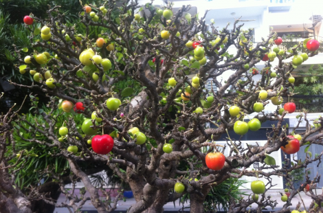 Sơ ri Đài Loan loại mới