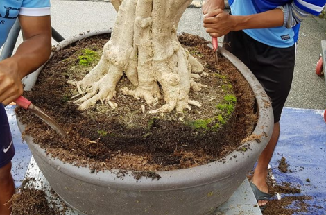 Liềm cắt bầu rễ Bonsai VIP 2