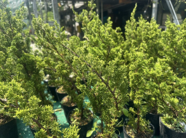 lô 100 tùng nhật itoigawa shimpaku