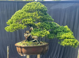 duyên tùng đài loan