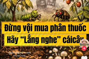 hãy lắng nghe cái cây