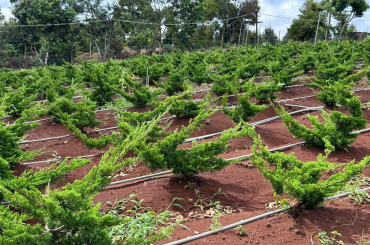 vườn duyên tùng đài loan khủng của Sáu Bosai