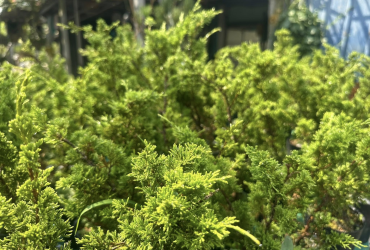 vườn tùng nhật itoigawa shimpaku