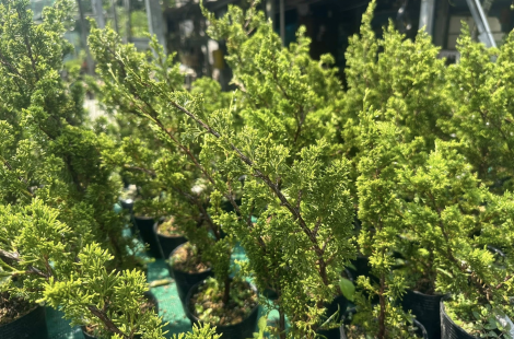 lô 100 tùng nhật itoigawa shimpaku