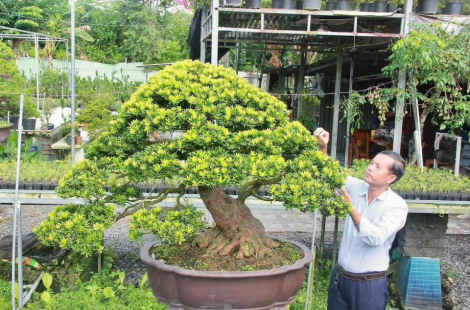 Tùng kim cương đài loan